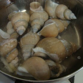 白バイ貝の煮付け レシピ 作り方 By 家飲み親父 楽天レシピ 白バイ貝の煮付け レシピ 作り方 By 家飲み親父 楽天レシピ